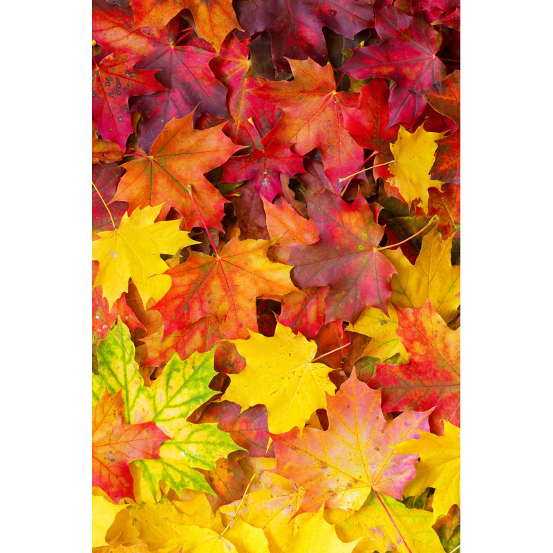 Autumn Leaves by Proslgn - Wrapped Canvas Print, 46cm H x 30cm W