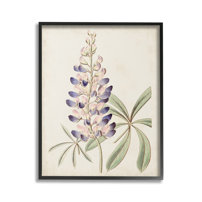 Rétro, lupin, plante, estampe numérique, Artby, H 14 po x l 11 po, Giclée encadrée noir minuit