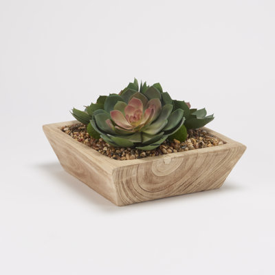 Plante grasse artificielle 4 po en pot