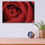 «Red Rose» par Tom Quartermaine-1937692972