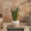 1 - Light Bell Pendant-489388221
