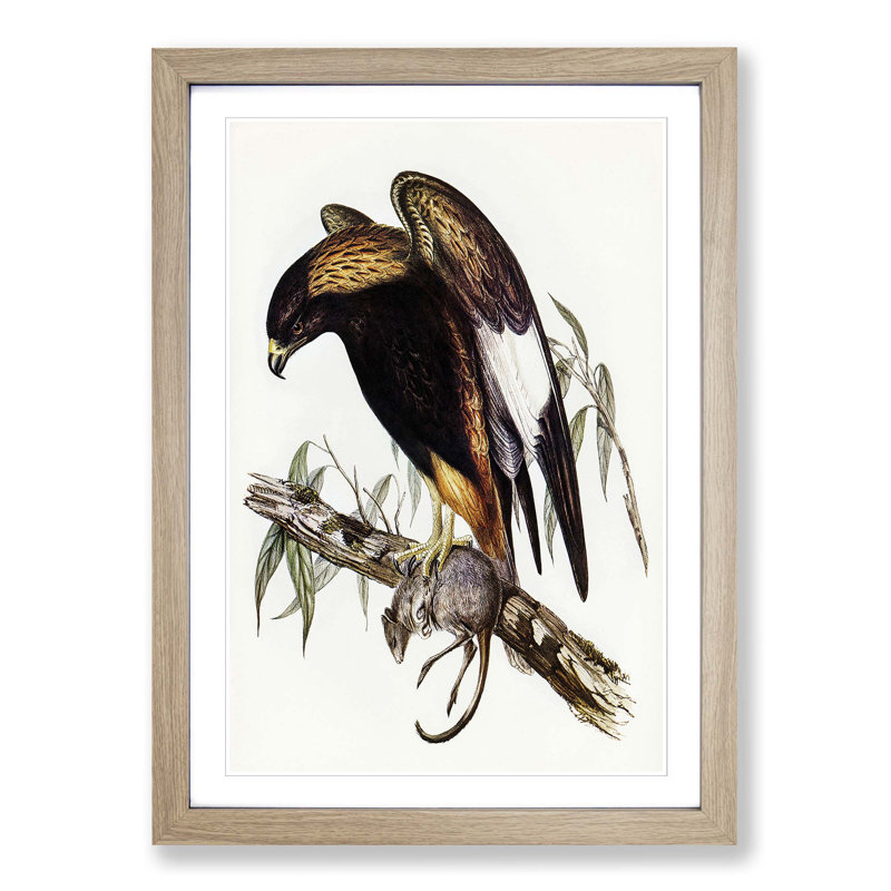 Black-Breasted Buzzard by Elizabeth Gould - Picture Frame Art Print on MDF, Oak Framed, 48cm H x 36cm W x 2cm D