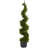 Cypress Spiral Tree-16395562