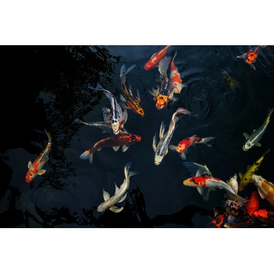 Fancy Carp In Pond - Wrapped Canvas Photograph