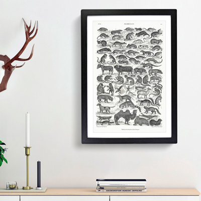 Study of Mammals LIV by Oliver Goldsmith - Framed Print