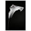 Calla Lily II by Oliver Gal-245594936-245594938