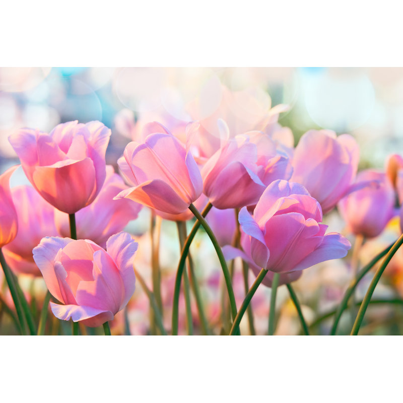 Tulipes - Photographie sur toile tendue, H 20 po x l 30 po