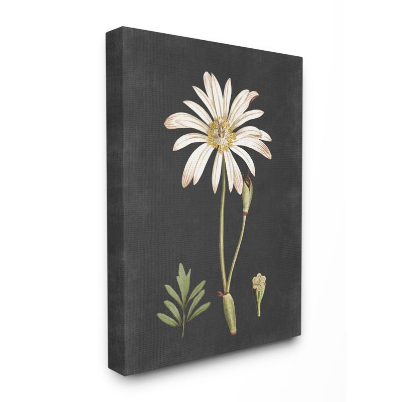 « botanique drawing white on black design », impression, Toile tendue, H 30 po x l 24 po