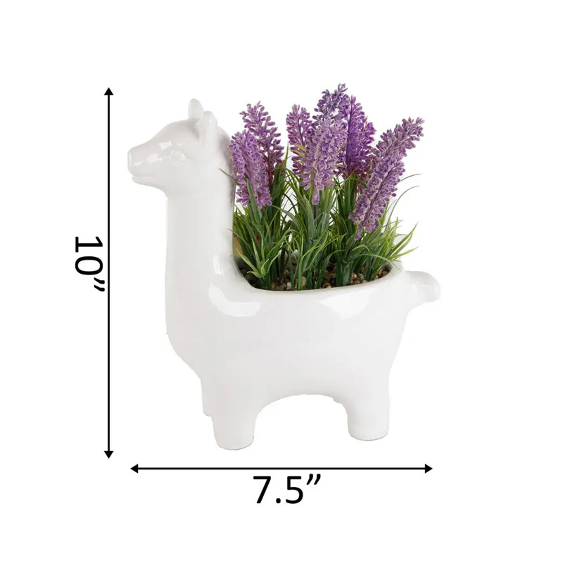 Lama blanc Md Lavender