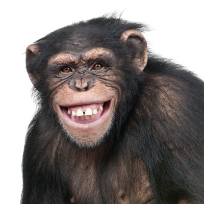 Young Chimpanzee - Simia Troglodytes (6 Years Old) by GlobalP - Wrapped Canvas Print