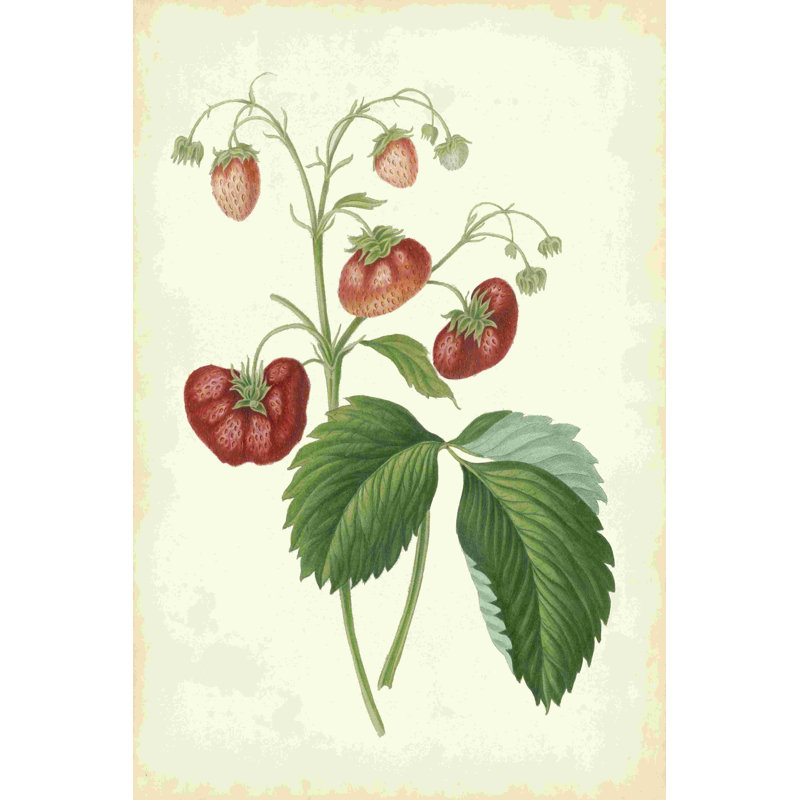 Plantation de fraises II, H 12 po x l 8 po