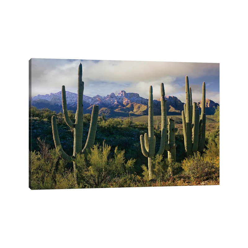 Saguaro Cacti And Santa Catalina Mountains, Arizona by Tim Fitzharris - Wrapped Canvas Gallery-Wrapped Canvas Giclée