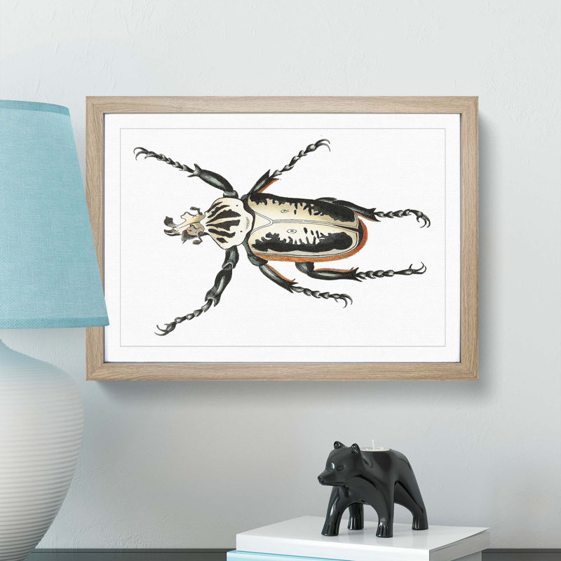 Goliath Beetle by George Shaw - Framed Print, 36cm H x 48cm W x 2cm D, Oak Framed