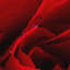 Love Print on Canvas in Red-1024872694