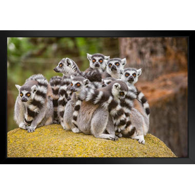 Group of Ring Tailed Lemurs On Rock Primate Poster Monkey Decor Monkey Paintings for Wall Monkey Pictures for Bathroom Monkey Decor Nature Wildlife AR