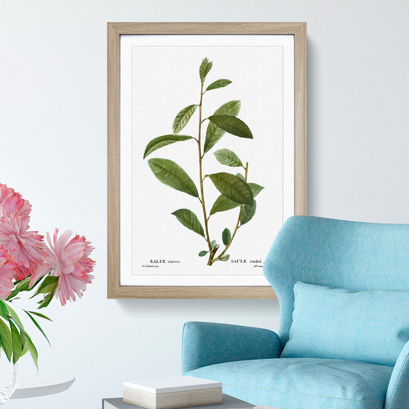 Grey Willow Tree Branch by Pierre-Joseph Redoute - Picture Frame Painting Print, Oak Framed, 36cm H x 27cm W x 2cm D