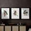 Gould Tropical Birds I - Impression personnalisée de qualité supérieure avec cadre mat - 3 pièces-1256357242