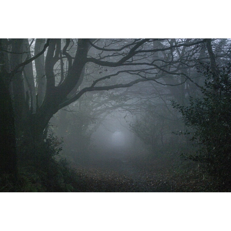 Winter Woods par Mypurgatoryears, H 12 po x l 18 po