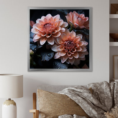 " Mums Noir Black Enchantment "