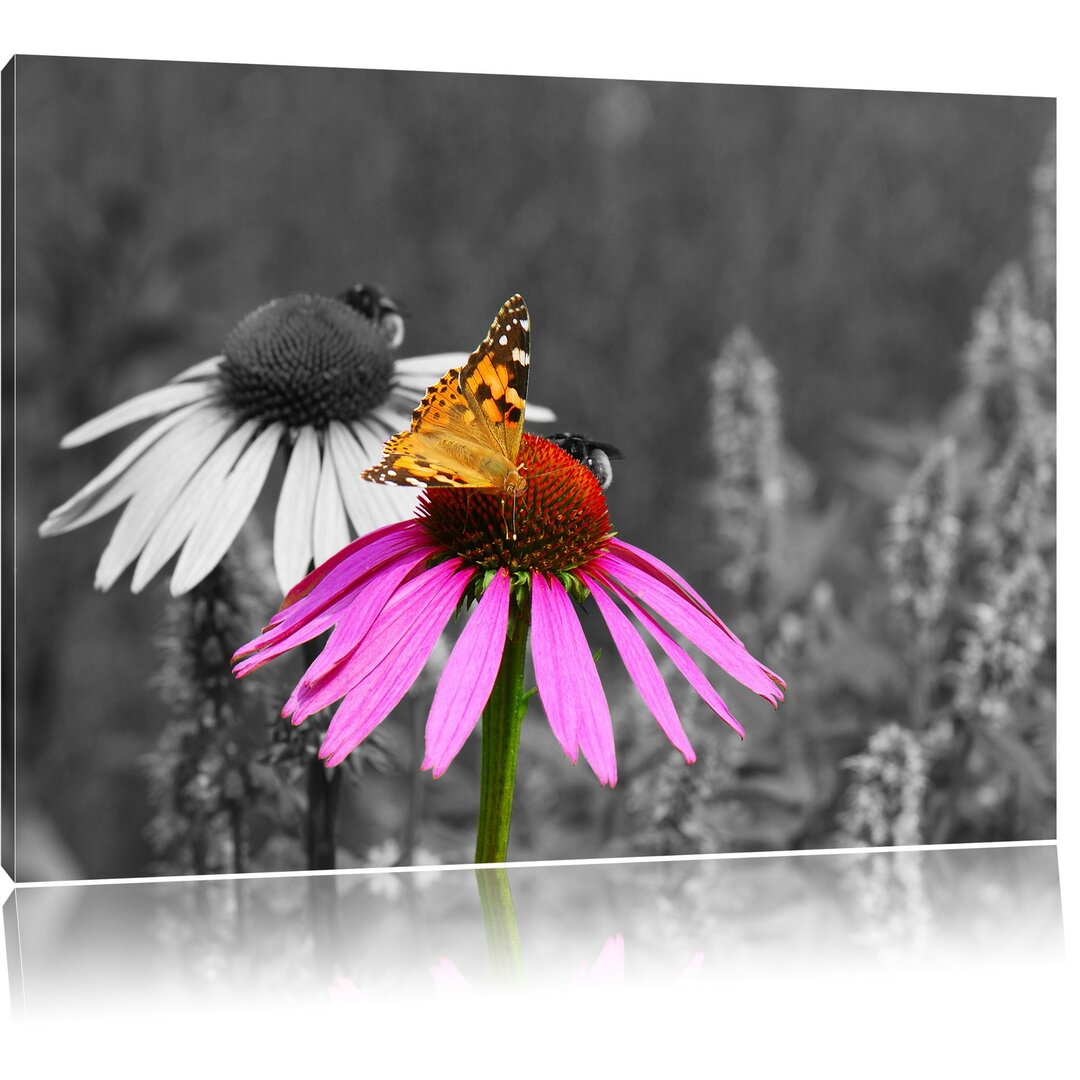 Leinwandbild Schmetterling auf Kornblume