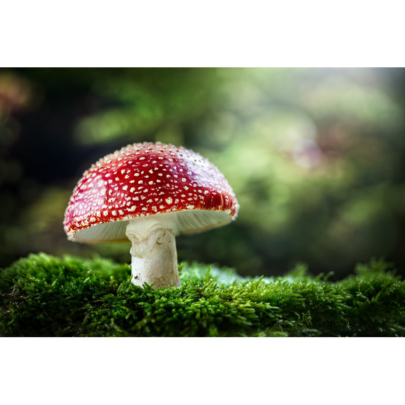 Champignon vénéneux, L 12 po x H 8 po