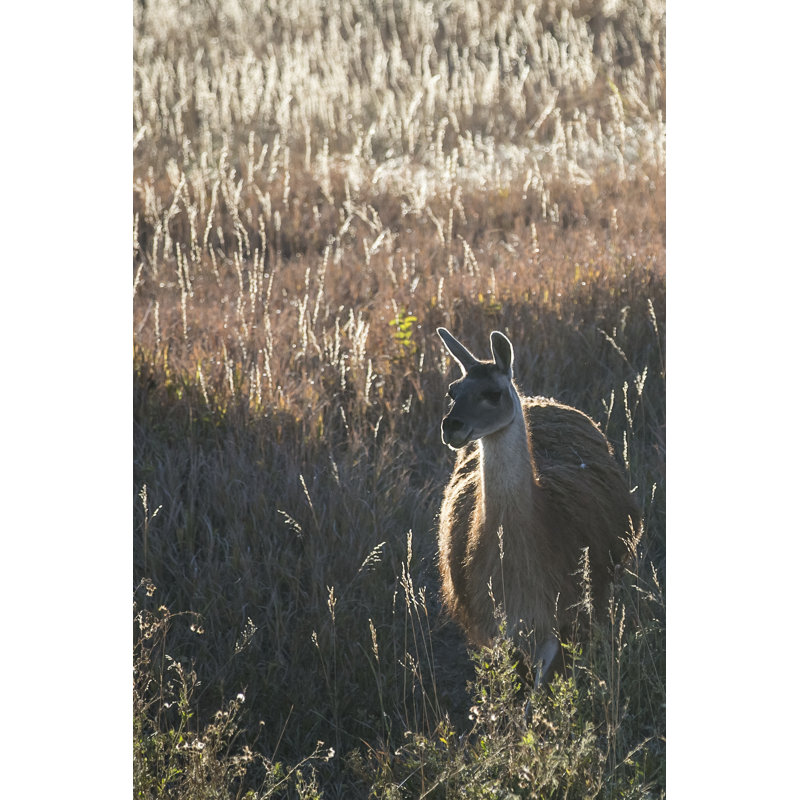 Llama Portrait VII by Tyler Stockton - Photograph, 30cm H x 20cm W, Wrapped Canvas