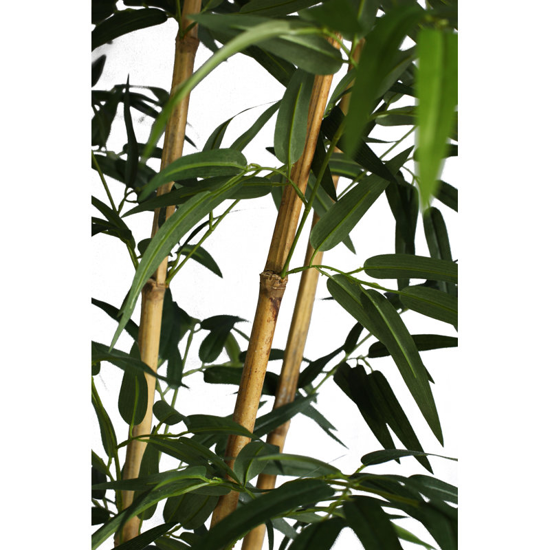 Haut bambou Panama en urne 72 po, Naturel