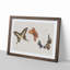 Four Butterflies by Fujishima Takeji - Framed Print-55577731-55577732