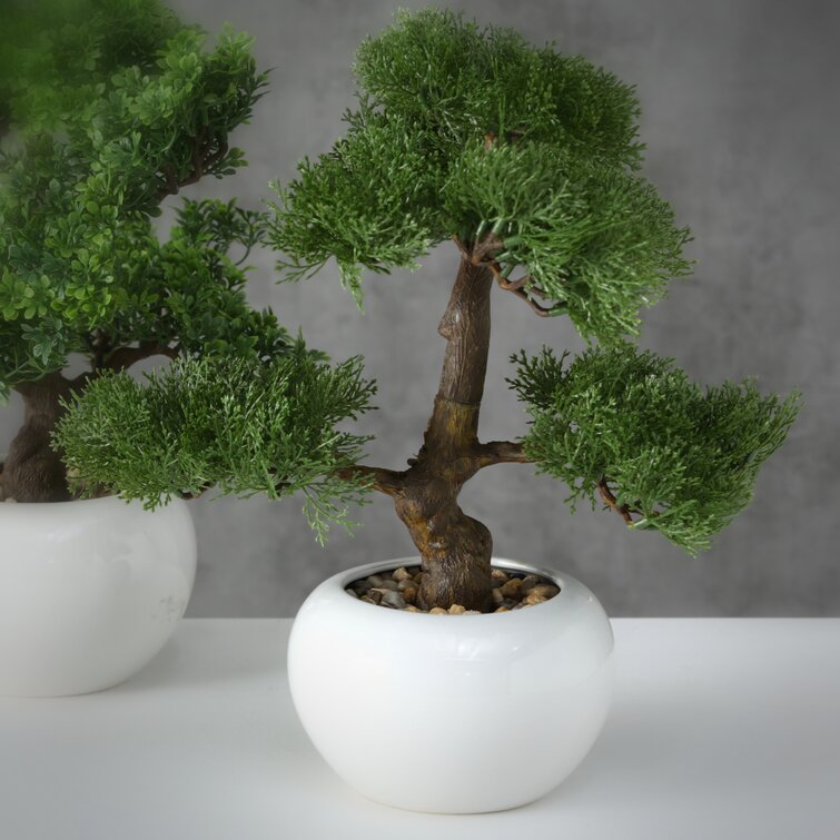 Bonsai Juniper , Bonsai Tree Kit, Bonsai Tree Live in Pot Indoor