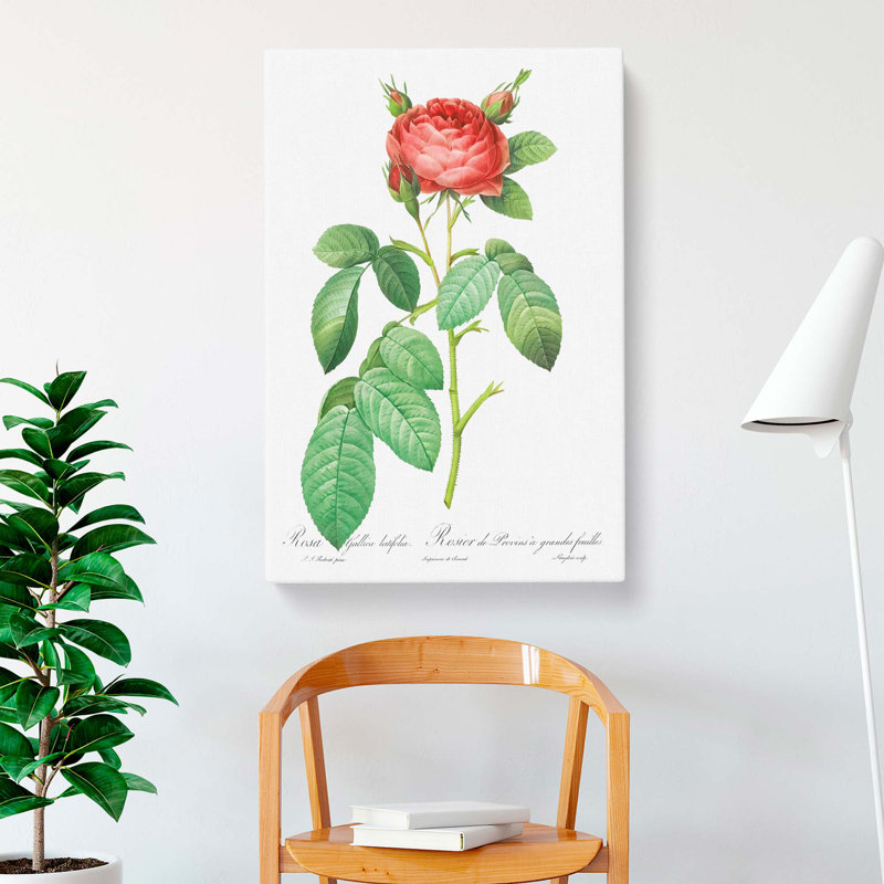 Gallic Rose by Pierre-Joseph Redoute - Wrapped Canvas Painting, 50cm H x 35cm W x 3cm D