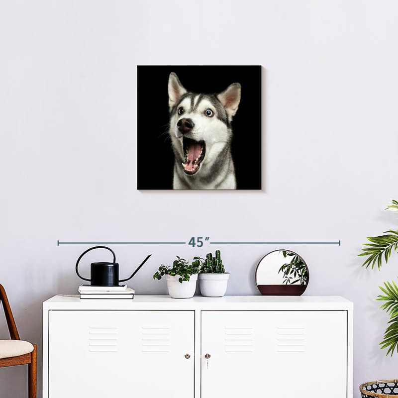 Brampt Surprised Siberian Husky, 20" H x 20" W