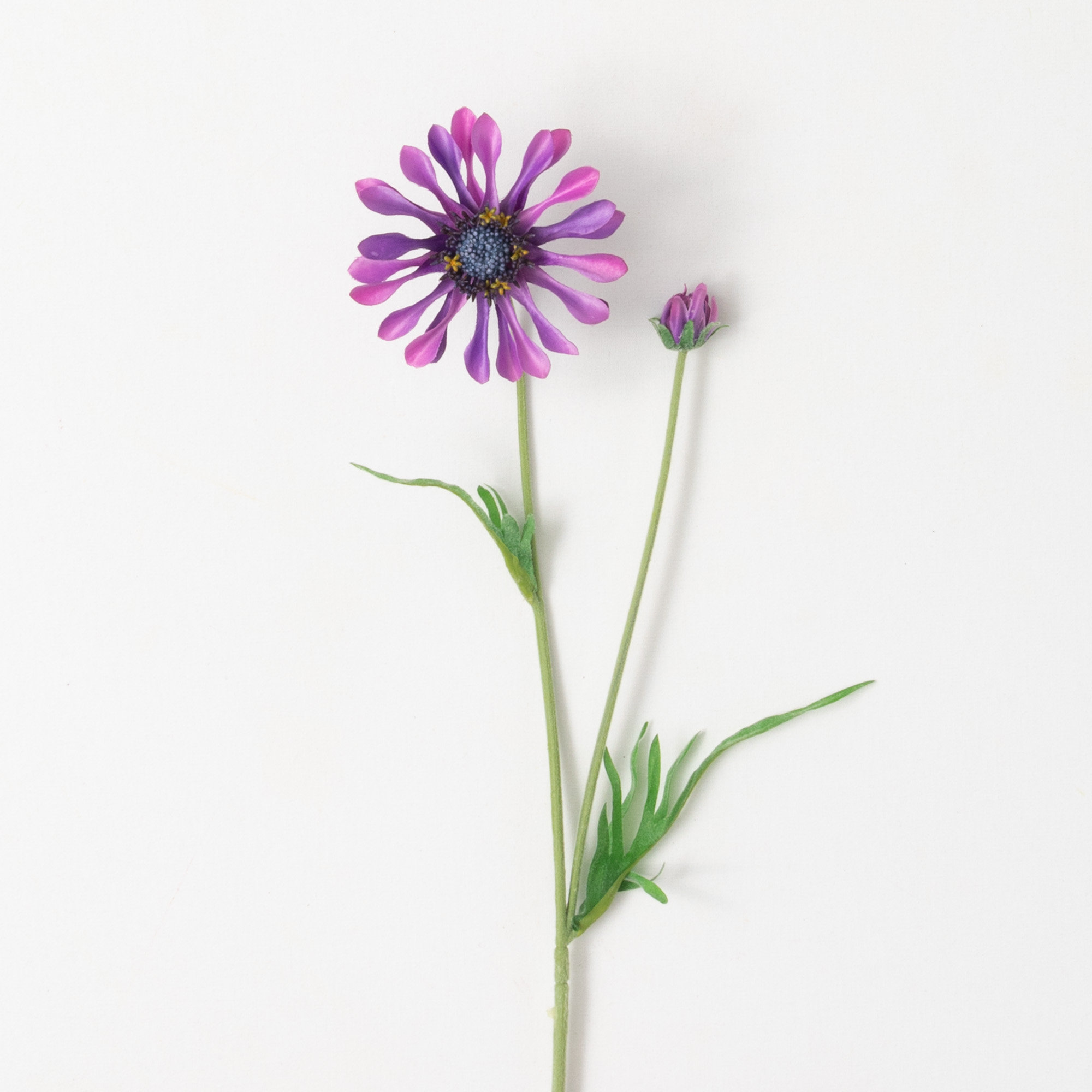 Daisy Bloom Stems, Purple