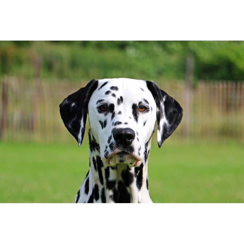 Dalmatian by Pranodhm - Wrapped Canvas Print, 30cm H x 46cm W x 3.8cm D