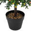 50cm Plant