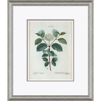 Flowering Dogwood Giclee Print by Paul Cezanne
