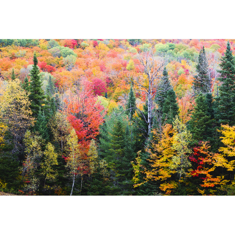 «Fall Foliage» par Flys maintenant - photographie sur toile tendue, L 48 po x H 32 po