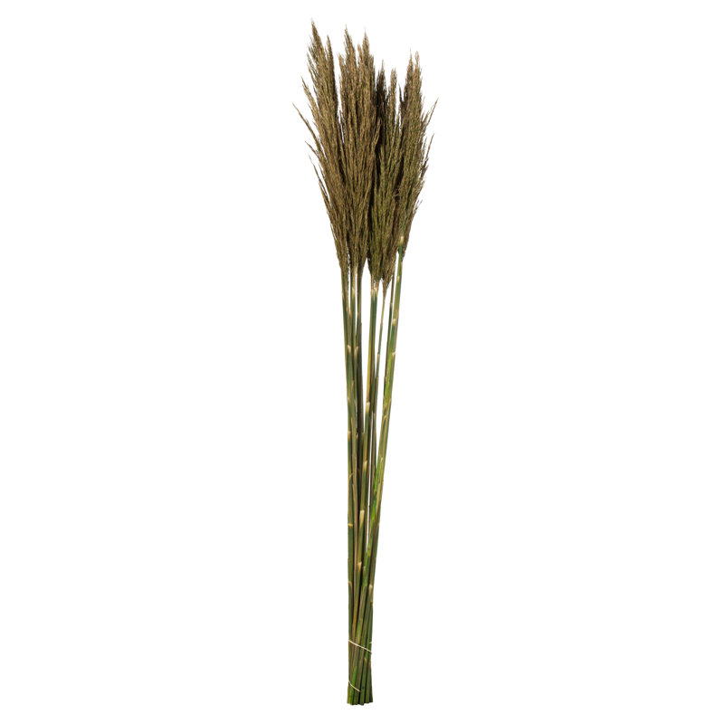 Zellmer 36'' H Preserved Plume Reed Bundle, Green