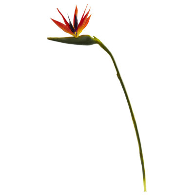 Bird Of Paradise Arrangement