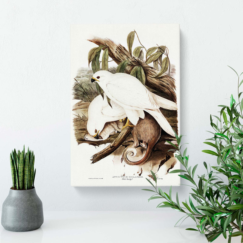 White Goshawks by Elizabeth Gould - Wrapped Canvas Painting, 76cm H x 50cm W x 3cm D