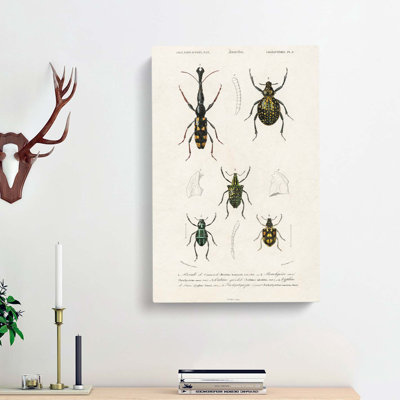 Beetle Illustrations PL. 9 by Charles D Orbigny - Wrapped Canvas