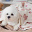 Petite courtepointe pour animal de compagnie-99320785