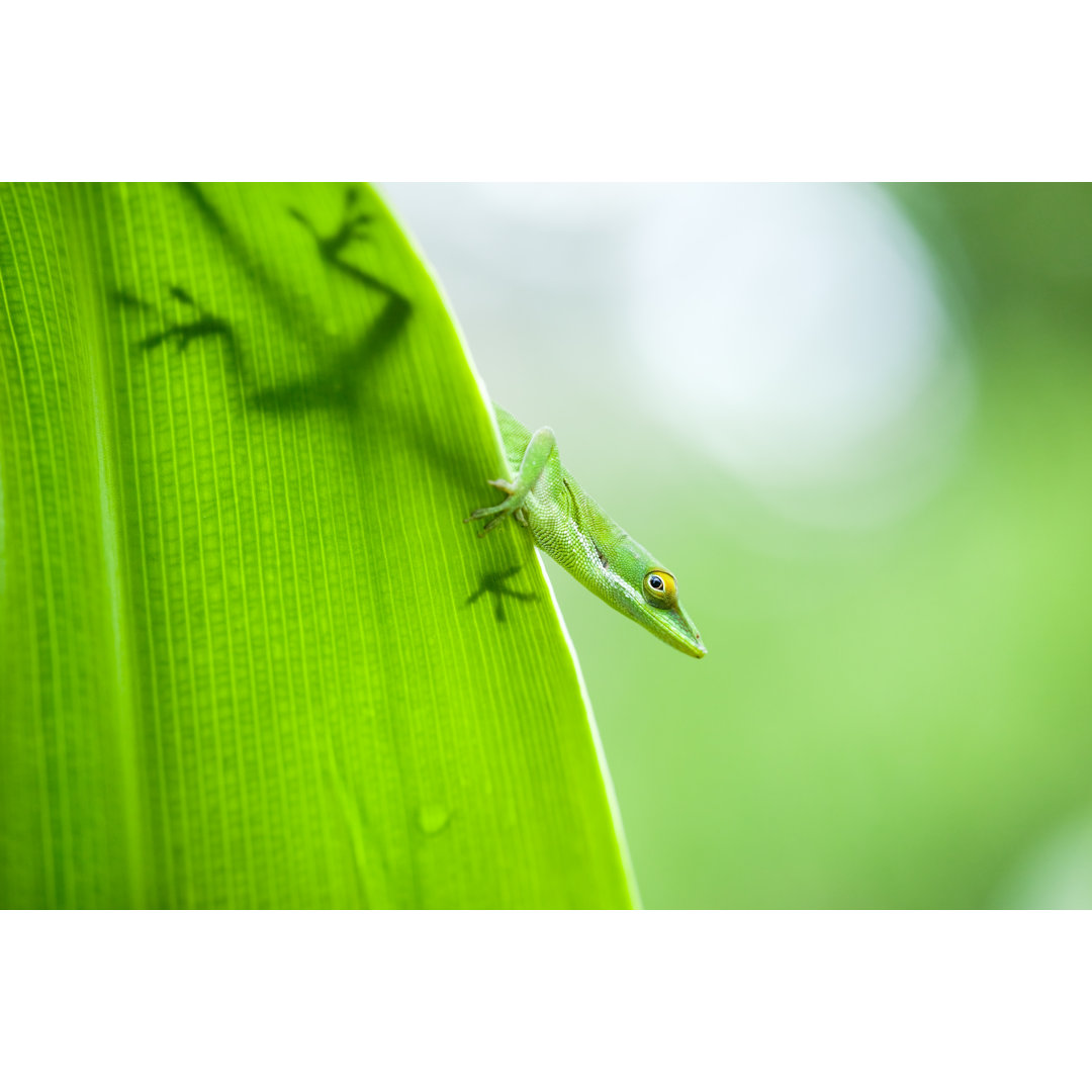 Anole Eidechse auf Blatt - Kunstdrucke auf Leinwand