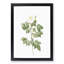 Leschenault's Rose in White by Pierre-Joseph Redoute - Picture Frame Painting Print-55582577-55582582