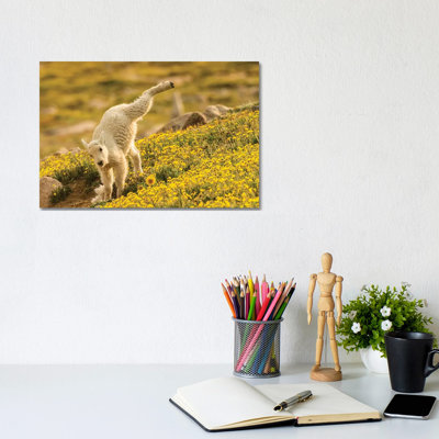 USA, Colorado, Mt. Evans. Mountain goat kid playing. 1 Piece Wrapped Canvas Wall Art