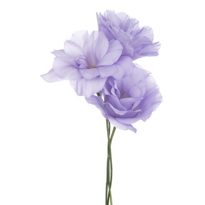 Eustoma by Vilor - Wrapped Canvas Print