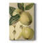 «Apple Harvest II», impression sur toile tendue-344195120