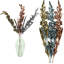 Tiges de gladiola-629162663