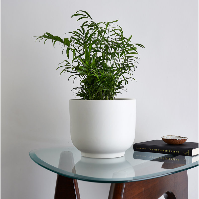 Pot de fleurs en céramique, Blanc, H 7,75 po x l 9 po x P 9 po