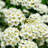 3 gal. Spirea Reeves