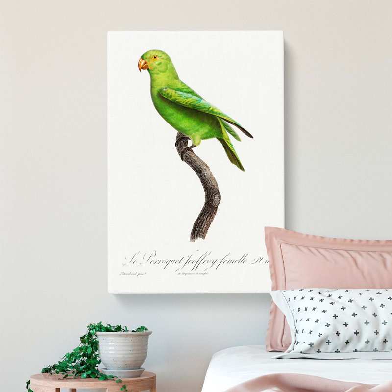 Parrot by F. Levaillant - Wrapped Canvas, 50cm H x 35cm W x 3cm D